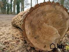 To drewno spalając się czyści komin! Kominiarze są zachwyceni skutecznością