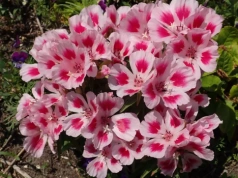 Wraca do łask. Zapomniany kwiat, który bije pelargonie na głowę