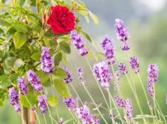 Moje róże są co roku najpiękniejsze, bo obok sadzę te rośliny