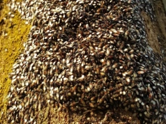 Pojawiły się nagle i są wszędzie. Ten owad wchodzi już do mieszkań