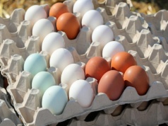 Rewolucja na rzecz zwierząt. Klienci się zorientowali, jakich jaj unikać