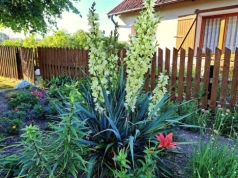 Zamiast wyrzucać – wysyp to pod jukę. Olbrzymi pęd kwiatowy latem