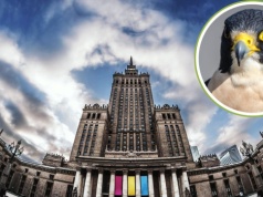 Sokolica z Pałacu Kultury zginęła. Ale oto pojawiły się jaja