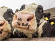 Mazowsze prowadzi w bydle i drobiu, Wielkopolska w świniach. Tak wygląda mapa stad