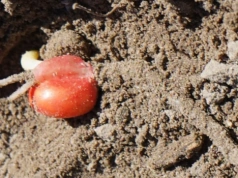 Dwa błędy przy siewie kukurydzy, które obniżają plon