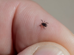 Kleszcze weszły do mieszkania. 5 miejsc, których nie sprawdzasz, a powinieneś