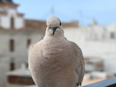 Gołębie ciągle przylatują? Sprawdź, jak się ich pozbyć