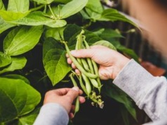 Najbardziej trująca roślina roku znów wybrana. Polacy się nią zajadają