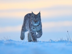 Znikające gatunki w Polsce. Które zwierzęta mamy jeszcze szansę zobaczyć na żywo?