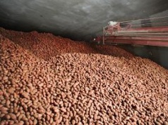 Stromy zjazd z kartoflanej górki. Ton "zdemonizowanego warzywa" nie ma jak sprzedać, ani zutylizować