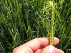 Czym i kiedy regulować zboża? Dawki i terminy