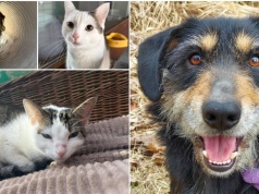 Dom to nie miejsce, a człowiek. Dziś Międzynarodowy Dzień Zwierząt Bezdomnych