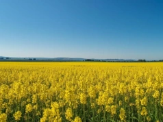Wadliwe nasiona i straty w rzepaku. Jakie prawa ma rolnik wobec kontraktującego?