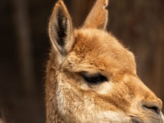 Jedno z najpiękniejszych zwierząt w Polsce. Łatwo pokochać te oczy