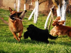 Zielona Góra. Gdzie powstanie grzebowisko dla zwierząt?  