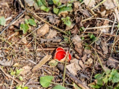 Myśleli, że to tylko liście. Kiedy je odgarnął, zobaczyli czerwony dywan