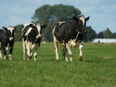 Ukraińscy hodowcy chcą dopłat do bydła od UE. Koszt to 62 mln euro