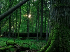 Wycinka lasów przynosi katastrofalnej skutki. Różnica rzędu 89 proc.