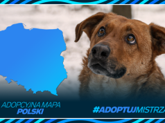 #AdoptujMistrza - mapa miejsc, gdzie czekają na dom psy i koty