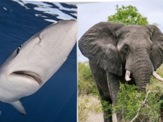 Polska nie jedzie na mundial. Jadą za to żarłacze, słonie czy lamparty