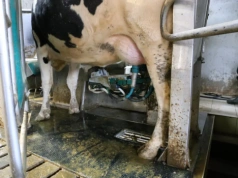 Tylko 1,5% krów doi robot. Reszta rewolucji w oborze dopiero przed nami