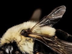 Królowe trzmieli nie giną pod wodą. Dokonują tam cudu