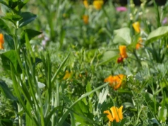 Tyle dziś kosztuje hektar łąki. W jednym regionie ceny zwalają z nóg