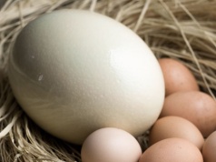 Ile ważyło największe jajo na świecie? Struś może schować głowę w piasek