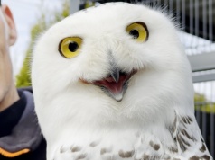 Wyjątkowe ptaki w Nieborzynie. Poznajcie Bolusia, Tolę i Jumisia z JaworSówki