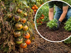 Posadź to obok pomidorów. Zaraza i mszyce ominą je z daleka