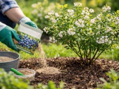 Zastosuj ten trik w kwietniu. Borówki będą wielkie jak monety
