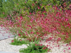 Zapomnij o różach. Mało znana roślina kwitnie miesiącami i nie wymaga prawie nic