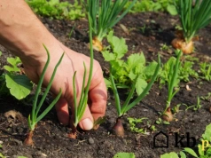Te chwasty pojawiają się jako pierwsze po zimie. Lepiej usuń je od razu