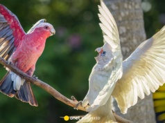 Corelle gromadzą się w stadach. Przegryzają kable, niszczą oświetlenie