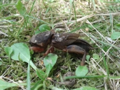 Zamiast kopać, wlewam to do ziemi. Turkuć wychodzi sam