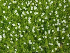 Wygląda jak zielona poduszka, ale ma swoje zasady. Karmnik nie wybacza jednego błędu