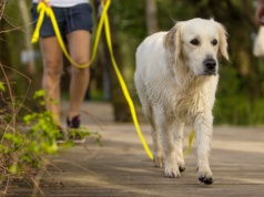 17 nietypowych objawów bólu u psów. Właściciele powinni zrócić na nie uwagę