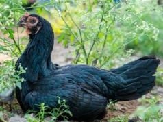 Najdroższa kura na świecie jest czarna jak węgiel. Mówią o niej "kurczak Lamborghini"