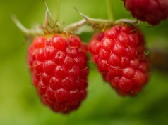 Rozsypuję to pod malinami i czekam. Latem krzewy uginają się od owoców