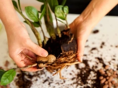 Z jednej rośliny zrobiłam trzy. Wystarczy dobrze podzielić zamiokulkasa