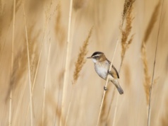 Niezwykle płochliwy ptak pojawił się w Polsce. Prawie uciekł z kadru