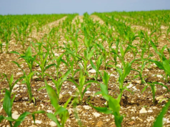 Minimalna temperatura gleby a termin siewu. Kiedy siejemy kukurydzę?