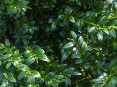 Bukszpan zmarniał przez zimę? Tak przywrócisz mu wigor