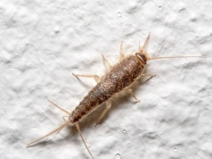 Jak odnaleźć gniazdo rybików? Skuteczna pułapka