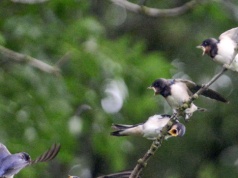 Ptaki w Polsce wpadają w szał. Zaczęły się wręcz kotłować