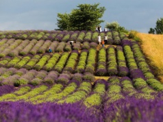 Polska Prowansja. Widoki lepsze niż we Francji. Nawet lody są tu lawendowe
