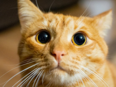 Zachowania kota, które źle interpretujesz. Drapanie mebli nie jest robieniem "na złość"