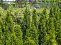 Mało kto sadzi rośliny obok tui, a to duży błąd. Te rośliny tworzą z nimi idealne połączenie