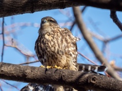 Najmniejszy z sokołów wymiera. Wkrótce może zniknąć zupełnie