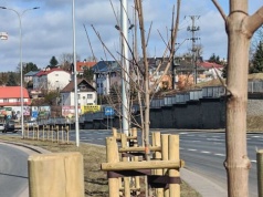 Wiosna w Olsztynie pod znakiem zieleni. Setki nowych drzew i tysiące nasadzeń